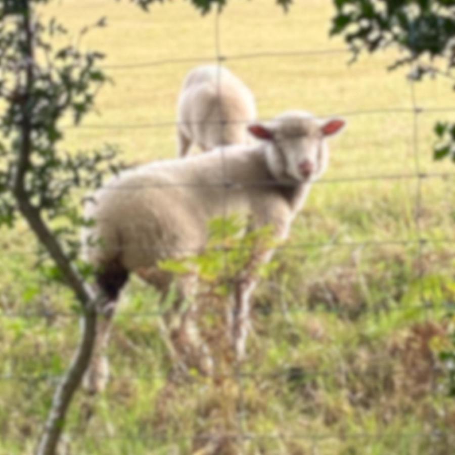 Broad Mead Villa Corfe Castle Luaran gambar